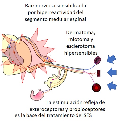 Estimulacion refleja 4